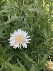 Malacothrix saxatilis