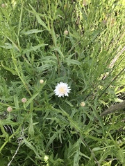 Malacothrix saxatilis