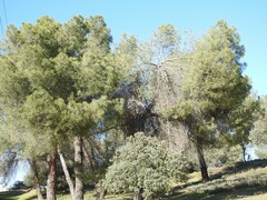 Quercus rotundifolia