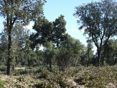 Phillyrea angustifolia