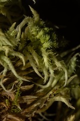 Sphagnum squarrosum