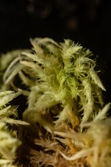 Sphagnum squarrosum