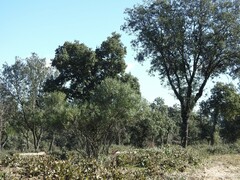 Phillyrea angustifolia