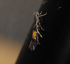 Cosmopterix heliactis