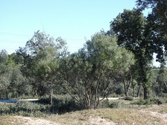 Phillyrea angustifolia