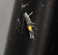 Cosmopterix heliactis