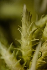 Sphagnum squarrosum