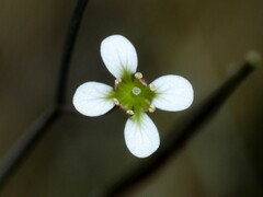 Cardamine dactyloides