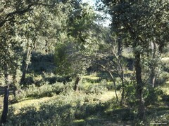 Phillyrea angustifolia