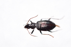 Platynini