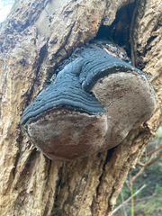 Phellinus
