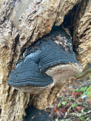 Phellinus