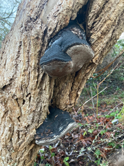 Phellinus