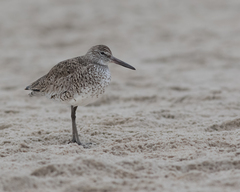 Tringa semipalmata semipalmata