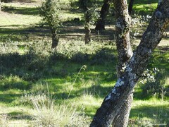 Celtica gigantea