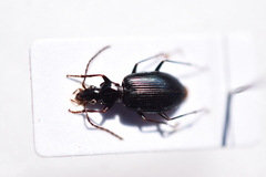 Platynini