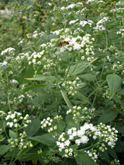 Ageratina altissima