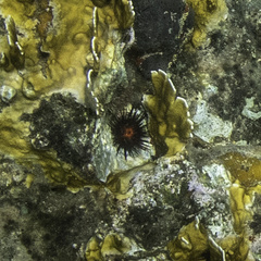 Echinometra lucunter