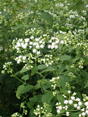 Ageratina altissima