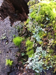 Cladonia fimbriata