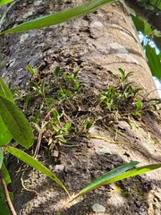 Epidendrum conopseum