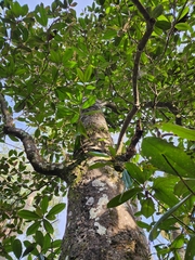 Epidendrum conopseum