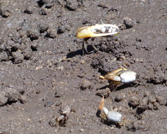 Leptuca leptodactyla