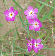 Phlox roemeriana