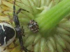 Anthrenus angustefasciatus