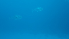 Caranginae