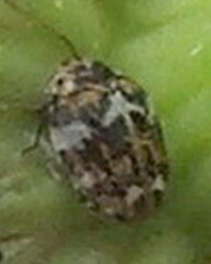 Anthrenus angustefasciatus