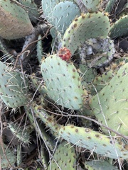 Opuntia oricola