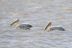 Pelecanus onocrotalus