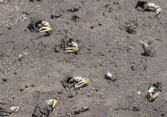 Leptuca leptodactyla