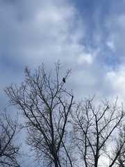 Buteo jamaicensis