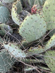 Opuntia oricola