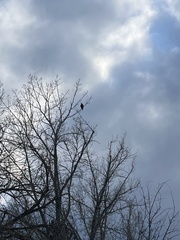 Buteo jamaicensis