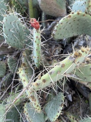 Opuntia oricola