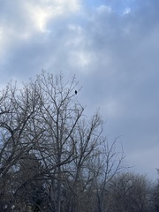 Buteo jamaicensis