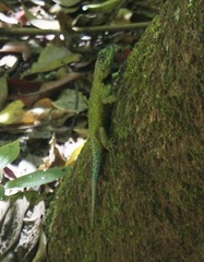 Sceloporus malachiticus