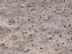 Leptuca leptodactyla