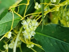 Cuscuta australis