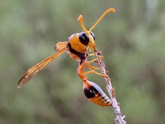 Delta bicinctum