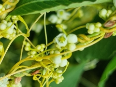 Cuscuta australis