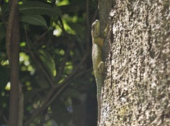 Sceloporus malachiticus