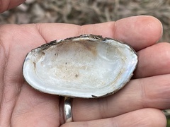 Sagittunio subrostratus