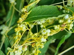 Cuscuta australis
