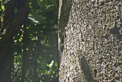Sceloporus malachiticus