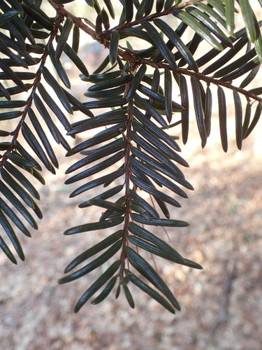 Image of Taxus cuspidata by (c) John Baur, some rights reserved (CC BY)