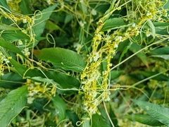 Cuscuta australis